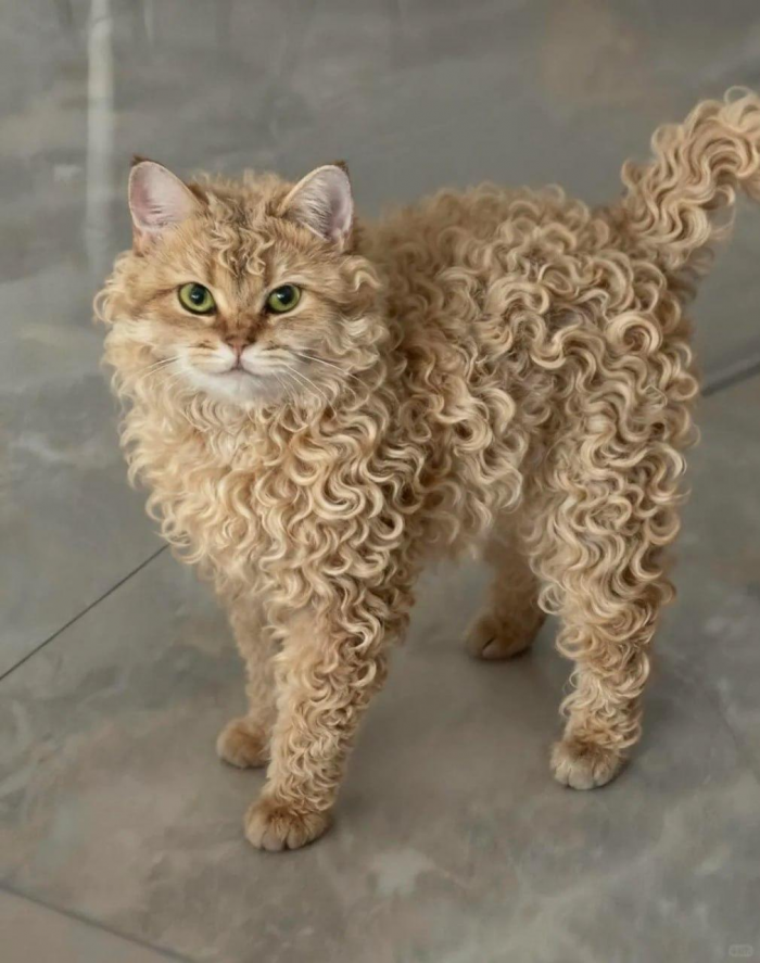 Самая редкая кошка в мире покорила сердца всех пользователей Сети: фото
