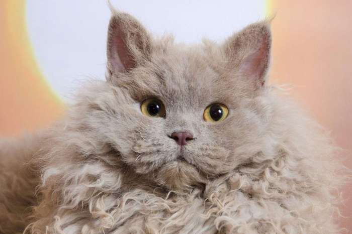 Самая редкая кошка в мире покорила сердца всех пользователей Сети: фото