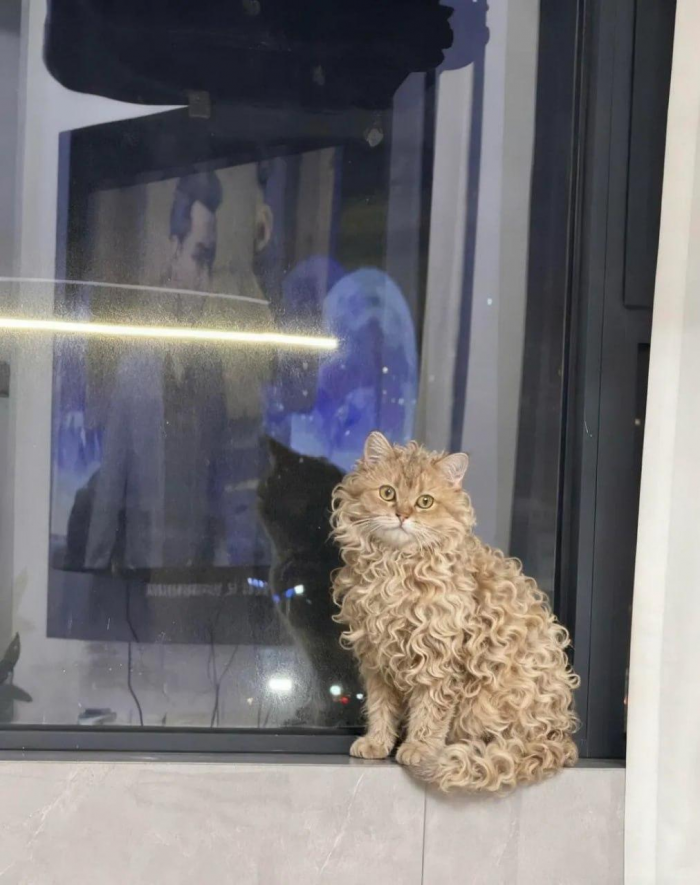 Самая редкая кошка в мире покорила сердца всех пользователей Сети: фото