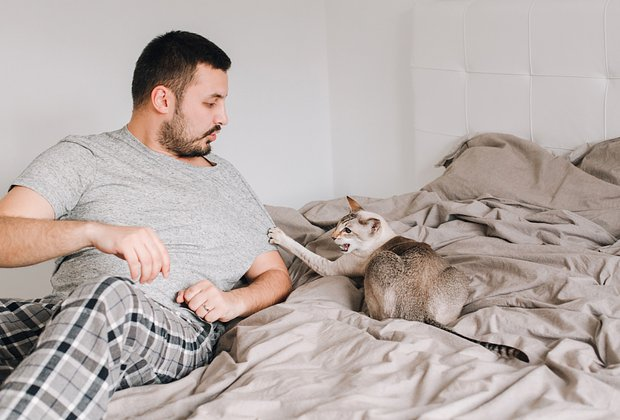 Ориентальная кошка: описание породы, характер, особенности ухода