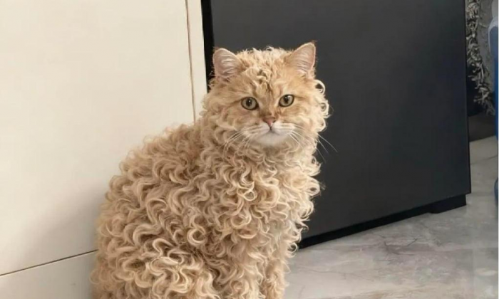 Самая редкая кошка в мире покорила сердца всех пользователей Сети: фото