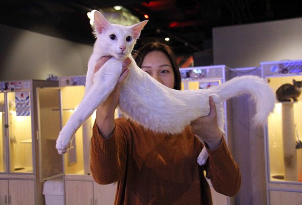 Ориентальная кошка: описание породы, характер, особенности ухода