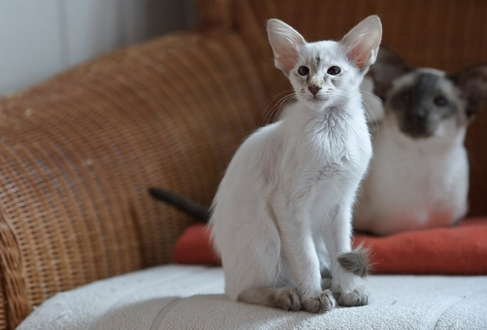 Ориентальная кошка: описание породы, характер, особенности ухода