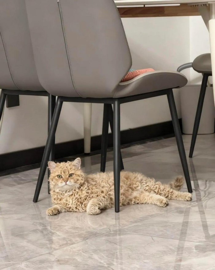 Самая редкая кошка в мире покорила сердца всех пользователей Сети: фото