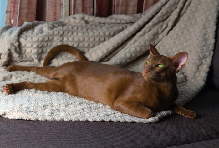 Ориентальная кошка: описание породы, характер, особенности ухода