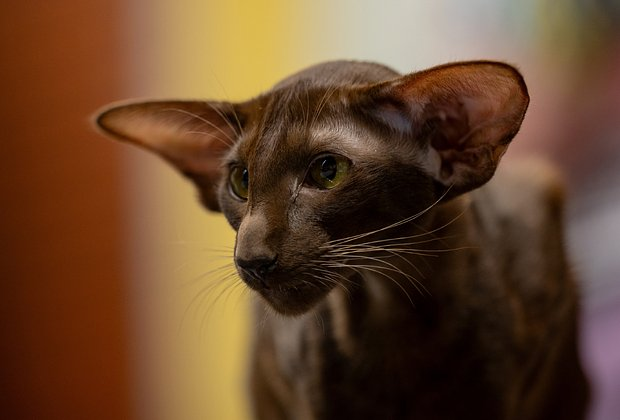 Ориентальная кошка: описание породы, характер, особенности ухода