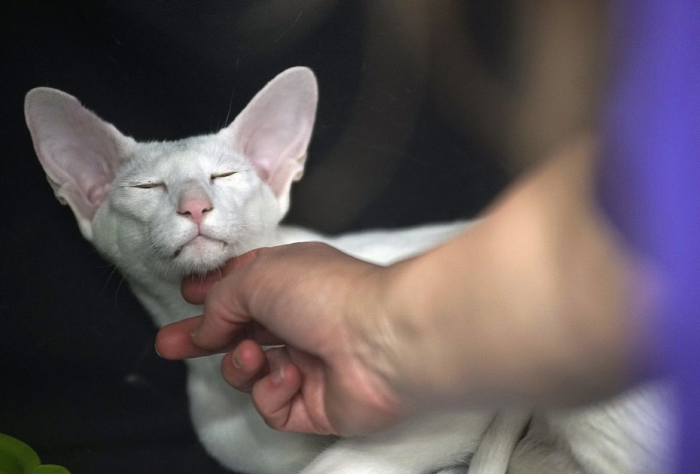 Ориентальная кошка: описание породы, характер, особенности ухода