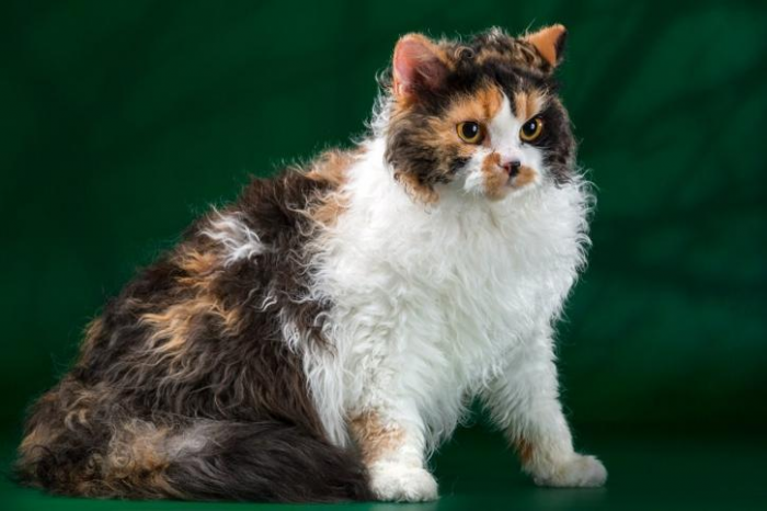 Самая редкая кошка в мире покорила сердца всех пользователей Сети: фото
