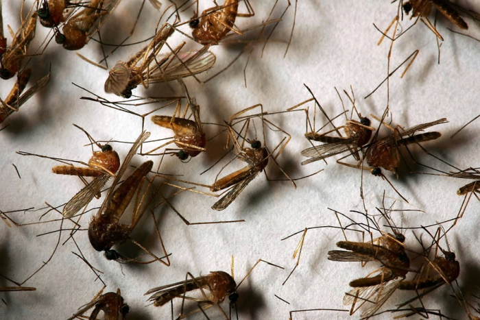 Прощайте, укусы! 5 проверенных народных средств против комаров и мошек