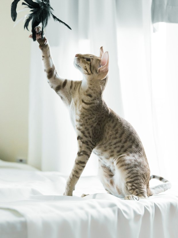 Ориентальная кошка: описание породы, характер, особенности ухода