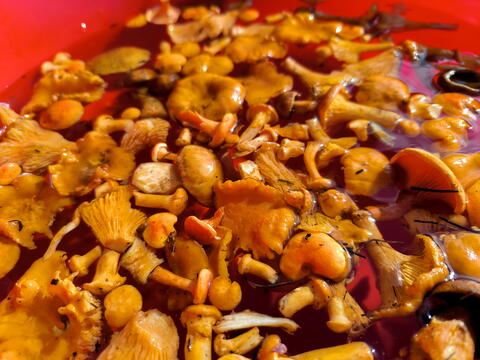 «Неочевидные источники витамина D и кальция»: что добавить в рацион, чтобы укрепить кости